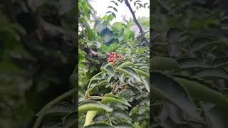 Sichuan peppershort viralshortviralshortvideo [upl. by Ulrica524]