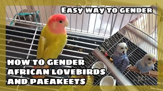 HOW TO GENDER AFRICAN LOVEBIRD AND PARAKEETS  GENDER NATIN YUNG MGA DUMAYO SA ATING IBUNAN [upl. by Niehaus]