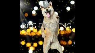 ESPOSIZIONE INTERNAZIONALE CANI DI CASALE MONFERRATO SPECIALE DOG DANCING [upl. by Yremogtnom]