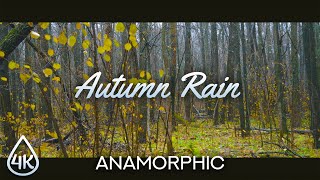 Fall Foliage Colors amp Soothing Sounds of Rain Drops Falling  Autumn Forest Anamorphic video [upl. by Shuping]