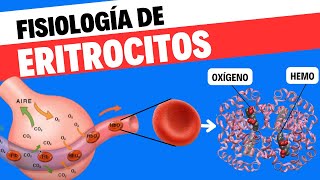 Fisiología de eritrocitos o glóbulos rojos [upl. by Molohs]