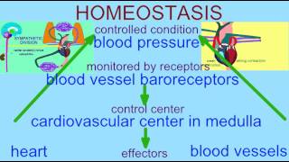 HOMEOSTASIS BLOOD PRESSURE REGULATION [upl. by Rawde]