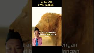 cheetah yang cerdik faktaunik hewan fakta shortvideo shortsviral feedshorts [upl. by Aslam846]