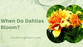 When Do Dahlias Bloom [upl. by Anifad]