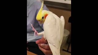 Adorable Cockatiels Cute Singing Performance 😍 🎶 🦜 cockatielscraze [upl. by Yznel]