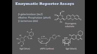 Biochemical Assays [upl. by Kcira501]