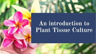 An Introduction To Plant Tissue Culture  BSc  Botany  Plant Science  Biotechnology [upl. by Turner600]