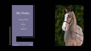 Sold Germany Gelding born 2017 by Harley VDL x Berlin [upl. by Pike]