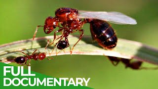 Unstoppable Invaders  The Red Imported Fire Ant  Free Documentary Nature [upl. by Eixid]