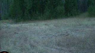 Grizzly Bear with Cubs Charges Wolf [upl. by Chilson]