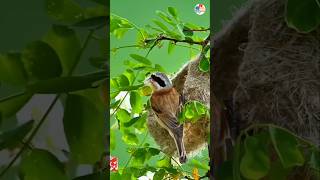 penduline tit bird amazingfacts factinhindi [upl. by Yanaj]