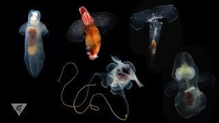 Pteropods Swimming snails of the sea [upl. by Fleurette446]