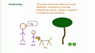 Illustration of Schema Assimilation amp Accommodation [upl. by Aronoh482]