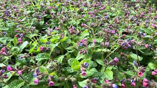 Gevlekt longkruid  Pulmonaria officinalis  NL Bloeit  Planten van hier [upl. by Lynnette]