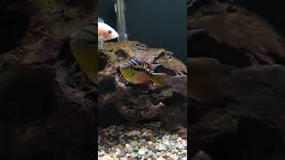 Cichlid tank cichlid cichlidtank cichildfish aquariumfish fish [upl. by Nagirrek]