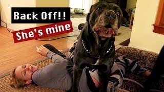 Zuzka VS Cane Corso 5 [upl. by Entwistle952]