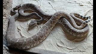 Red diamond rattlesnakes are mating at Burgers Zoo [upl. by Terb]