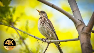 Song Thrush Turdus philomelos Singing birds 4K Ultra HD [upl. by Crystal662]