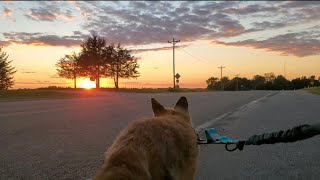 Finnegan Fox the Red Fox takes Sunday sunset walks [upl. by Yldarb]