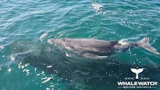 Whale Watch WA amp Dolphins defend Humpback Mother amp Calf [upl. by Sevik]