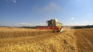 Triticale Harvest  Claas Tucano 570  New Holland  Farma Dobosz [upl. by Eeram443]