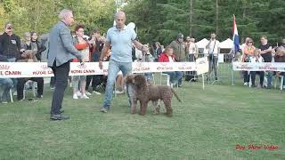 Lagotto Romagnolo Best in Show [upl. by Anivlek]