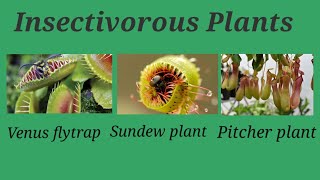 insectivorous plants insectivorous plants names venus flytrap plant sundew plant pitcher plant [upl. by Leler193]