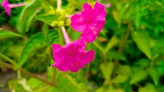 How to grow and care mirabilis Jalapa plant 😍😍Angelgarden [upl. by Rigdon377]