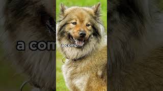 Eurasier breed origin More ↑  dogs eurasier [upl. by Wettam]