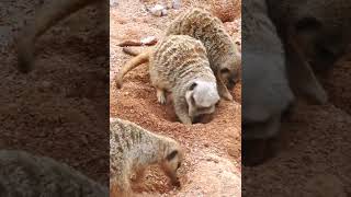 A vida Dos Suricatos shortfeed suricato suricate suricata animais [upl. by Nazay]