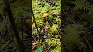 Chanterelle mushroom Subscribe for more [upl. by Warp14]