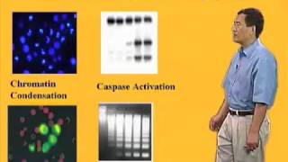 Xiaodong Wang U Texas SouthwesternHHMI Part 1 Introduction to Apoptosis [upl. by Eak]