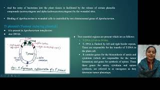 Agrobacterium part 1 [upl. by Burrell399]