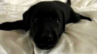 Playful Barking Black Labrador Retriever Puppy 37 Days Old [upl. by Rafaelof]