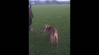 deerhound x pup retrieving [upl. by Cornall]