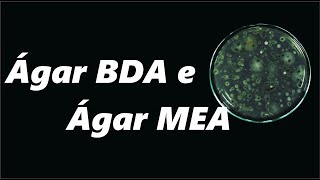 Agar PDA e MEA  Preparo de placas de Petri esterilizadas e uso de panela de pressão como autoclave [upl. by Analiese]