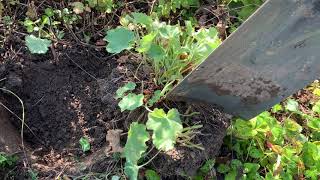 How to divide Ladys mantle or Alchemilla Mollis plants  LEAFLET [upl. by Brenn]