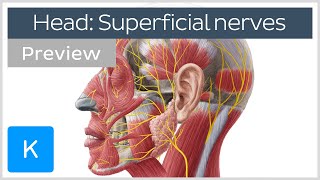 Superficial nerves of the face and scalp preview  Human Anatomy  Kenhub [upl. by Chafee]