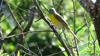 Yellowbreasted Chat  Malibu Creek State Park  June 19 2017 [upl. by Lisbeth]