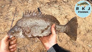 Catching FISH AFTER FISH in the Murray River at Echuca Moama [upl. by Nairot649]