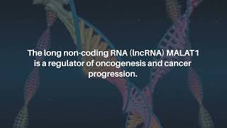 Deconstructing the Role of MALAT1 in MAPKSignaling in Melanoma  Oncotarget [upl. by Neile]