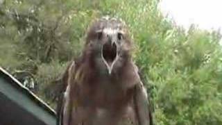 redtailed hawk screaming [upl. by Eilarol540]