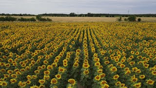 Sonnenblumenfelder bei Arneburg Altmark  2022  4K [upl. by Abroms]