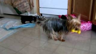 Priceless Yorkie Puppy Adorable Yorkie Puppy Play Time With Mom [upl. by Ellenwad790]