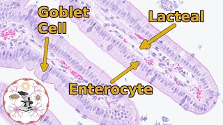 Small Intestine Histology  Easily Digestible [upl. by Ogram]