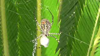 🕷 Argiope bruennichi Es la hora de comer 🐝💪😃👍 [upl. by Amsirhc330]