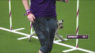 2015 Westminster Agility Masters  Jonesy [upl. by Asiled]