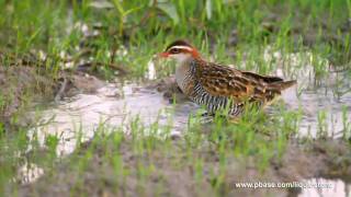 Buffbanded Rail [upl. by Bendite]