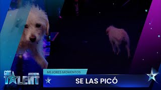 Un perro escapó del escenario en medio del show y enamoró a todos en Got Talent Argentina 2023 [upl. by Nadnal]