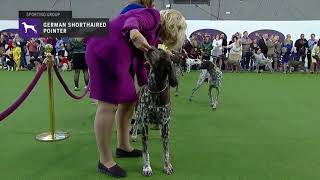 German Shorthair Pointer Puppy Training [upl. by Naaman]